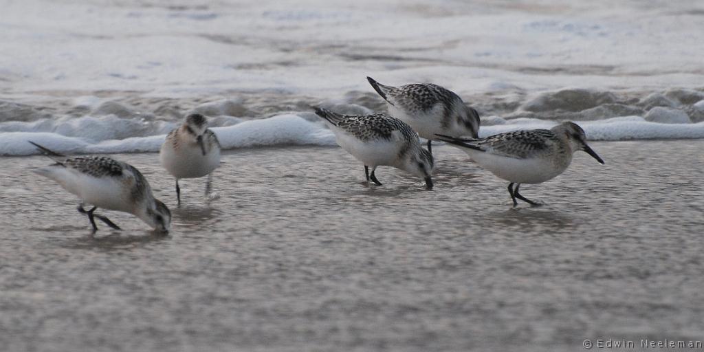 ENE-20080905-0037.jpg - [nl] Drieteenstrandlopers ( Calidris alba  ) | Sandbanks Provincial Park, Burgeo, Newfoundland, Canada[en] Sanderling ( Calidris alba  ) | Sandbanks Provincial Park, Burgeo, Newfoundland, Canada